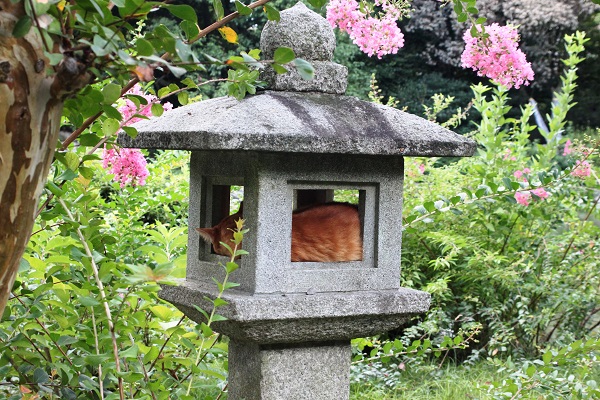 Orange Cat resting inside Japanese Stone Lantern